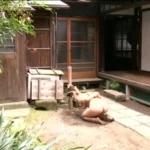 KNSD-22 緊縛折檻夫人 2 スカトロ SM Enema 松下ゆうか Matsushita Yuuka Aino Ayane Fujisaki Yuuka