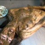 MASD-018 スカトロ黄金伝説 豊田薫 脱糞 Scat Golden Showers