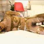 MASD-018 スカトロ黄金伝説 豊田薫 脱糞 Scat Golden Showers