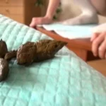 GCD-161 女の子の前でする恥ずかしいうんち 5人全員自然便 Scat