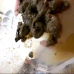 GCD-721 プレミアレースクィーンうんち2 美人大便GP第二弾 … 水着 コスチューム 下着（フェチ） Defecation Fetish Scat 盗撮