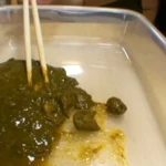 TAN-406 素人うんこだらけ 6 レイディックス 脱糞 スカトロ