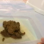 TAN-406 素人うんこだらけ 6 レイディックス 脱糞 スカトロ