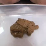 TAN-411 素人うんち倶楽部 180分 スカトロ くすぐり 放尿 SM