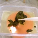 TAN-412 素人うんち倶楽部 2 脱糞 Scat