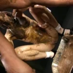 DDT-450 スカトロ全集 西村あみ 笠原ひろみ Omnibus 優木あおい Lesbian Scat