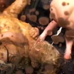 DDT-450 スカトロ全集 西村あみ 笠原ひろみ Omnibus 優木あおい Lesbian Scat