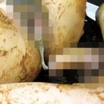 MANQ-020 大食い世界大会出場経験アリ 大食いフードファイター美山さつきの自分のでっかいウンコをガチで食ってみた… Scat スカトロ Golden Showers ゲロ