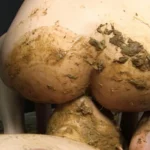 VRXS-133 顔騎糞 スカトロ Scat V＆Rプランニング Facesitting 竹下なつみ 脱糞