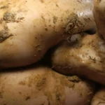 VRXS-133 顔騎糞 スカトロ Scat V＆Rプランニング Facesitting 竹下なつみ 脱糞