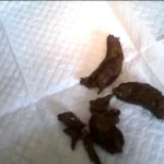 ODV-253 変態体育教員のいちじく健康法 Defecation 100分 脱糞