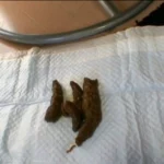 ODV-269 太便女子大生の排泄事情全て見せます Outlet Amateur Schoolgirls Scat スカトロ