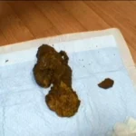 ODV-273 お姫様は毎日が巨太便 Pleasure Outlet 脱糞 Defecation