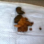 ODV-273 お姫様は毎日が巨太便 Pleasure Outlet 脱糞 Defecation