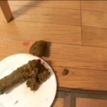 ODV-277 下品に豪快大脱糞 実家で絶叫レースクイーン Defecation Amateur スカトロ Scat