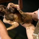 PTJ-011 プラチナTOHJIROレーベル・ベスト 2 Anal 247分 Enema レズ スカトロ Omnibus みづなれい 総集編 Lesbian Scat