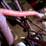 SACE-043 聖★触手学園 淫獣に奪われた巨乳女子校生の貞操 その他女子校生