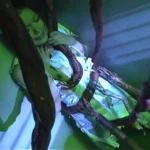 SDMS-727 触手アクメ 6 Cum 鈴木杏里 フェチ Tentacles 潮吹き Squirting 企画