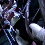 SDMS-884 芸能人 黄金咲ちひろ 触手アクメ その他フェチ SODクリエイト（ソフトオンデマンド） 石川欣 凌辱 フェチ 輪姦・凌辱