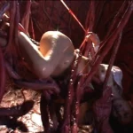 SDMT-047 触手アクメ 藤崎クロエ 紗奈 強制ぶっかけ大量中出し地獄 Planning 企画