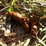 GCD-723 パーフェクトうんち 密着4日間 5脱糞 瀬戸友里亜 Yuria Seto Scat レイディックス