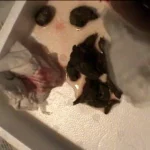 ODV-259 大便見られたい盛りのお下劣主婦 Defecation スカトロ Scatting