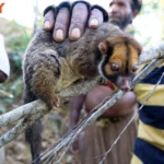 AVOP-108 野生の王国2015 橘花音 地球最後の秘境で5万年前から変わらぬ生活を続ける原住民に日本のエロ文化を手取り足取り教えて生でヤる Cowgirl Voyeur 黒人 サックン フェラ Skirt (Voyeur) AV OPEN 2015