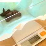 STD-404 ウンチ買取堂2 アナタのうんち100g1000円で売って下さい Pregnant Women 西園あみ 妊婦