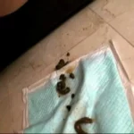 LIA-603 うんちまみれのアニコス女 コスプレ 陵辱 浣腸