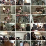 YMVD-08 家畜便器募集中 春の嬢王育成講座 第3課程 豚便器改造選別 盗撮 鳳生つばき SM 大沢美由紀 監禁・拘束 面接・オーディション スカトロ