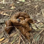 OPUD-182 脱糞アナルモザ無し 湘南 野グソ盗撮20名 投稿 Toilet Defecation