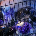 ZIZG-014 対魔忍アサギANOTHER STORY 終わらない拘束調教アクメ ザーメン Cosplay 巨乳 Restraint