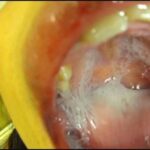 JS-048 Kanno Shizuka 小学0年生&小学0年生 リバイバルミックス版 Kohaku Uta エンプロ ジュニアアイドル Honma Yuri