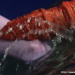 GEXP-90 Tsutsui Marika ヒロイン触手牢獄 電脳特捜インスペクター GIGA(ギガ) コスチューム