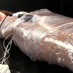 DMTA-001 Baby Entertainment Kasai Ami 究極の女体解剖実験室 魔薬狂乱淫獣 ~この世でもっとも危険なエクスタシーに取り憑かれた女~ 130分