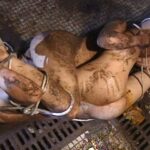 VRXM-008 女囚拷問史・3 号泣蹂躙編 ザ・ドキュメント 女囚拷問史… ・4 剃毛・パイパン（フェチ） 脱糞 Fist 復刻リクエスト Reverse Rape アナル Ｖ＆Ｒプランニング