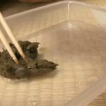 TAN-414 Tanseki 素人うんち倶楽部 4 糞便まみれ ここは一線を超えた大人の社交場。 脱糞 Defecation スカトロ