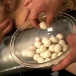 CCC-227 Kousaka Misuzu, Tatsumi Reika 浣腸調教された二匹の妊婦 Enema Orgy Pregnant Women 3P・4P