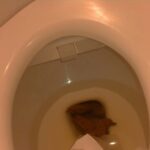 KBMS-044 私のオシッコとウンコお見せいたします Amateur 1113工房／妄想族 100分 Golden Showers Defecation