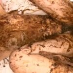 ODV-378 Masaki Yui 人間糞おはぎ 元カレに仕込まれた全身糞まみれの肛門性交 Anal Defecation