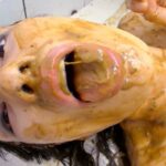 OFBT-001 Otsuka Floppy＇s wonderful shits 脱糞 Ootsuka Furoppi- Facesitting