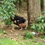 VVVD-105 Ｖ（ヴィ） お花見浣腸三昧！ 大勢のお花見客の中で強制浣腸！ アナルモザ無しＶｅｒ… Enema スカトロ